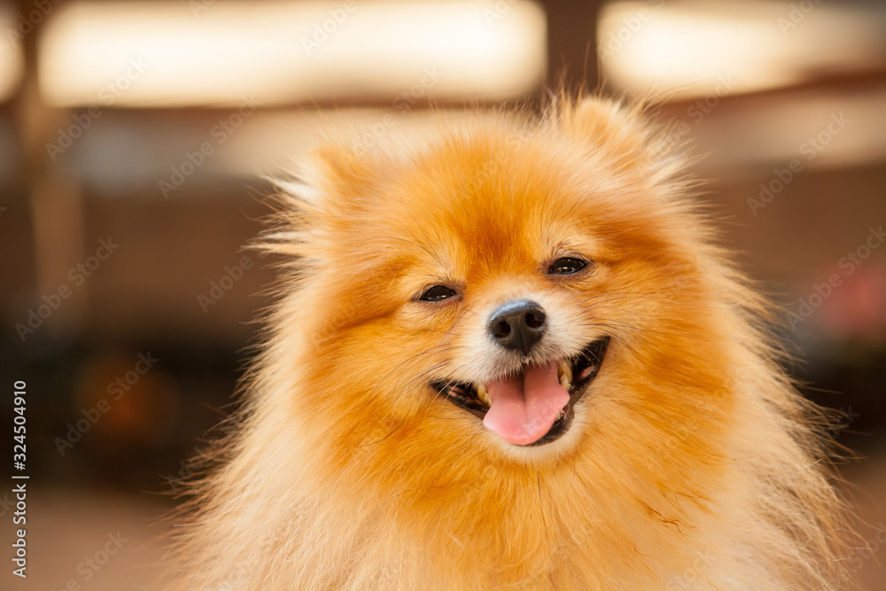 Dog playing outside smiles. Happy holiday Dog playing outside smiles. Happy holiday