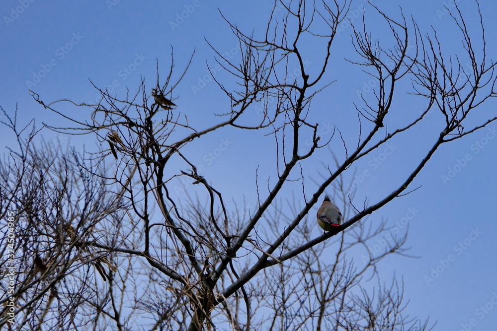 japanese waxwing on branch japanese waxwing on branch