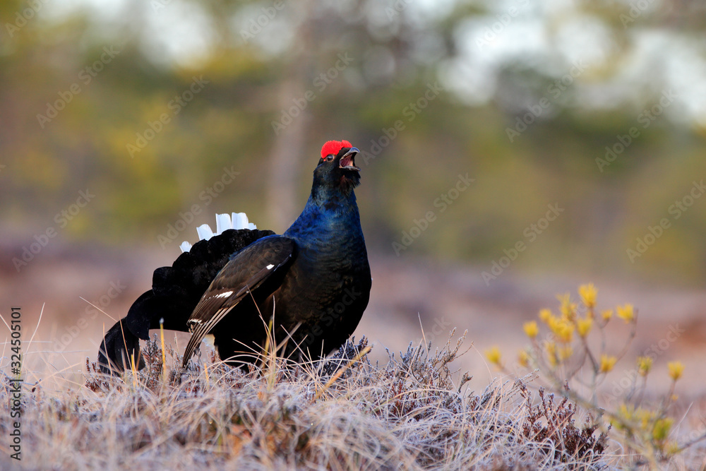 Black grouse on the pine tree. Nice bird Grouse, Tetrao tetrix, in marshland, Russia. Spring mating season in the nature. Wildlife scene from north Europe. Black bird with red crest, white tail. Black grouse on the pine tree. Nice bird Grouse, Tetrao tetrix, in marshland, Russia. Spring mating season in the nature. Wildlife scene from north Europe. Black bird with red crest, white tail.