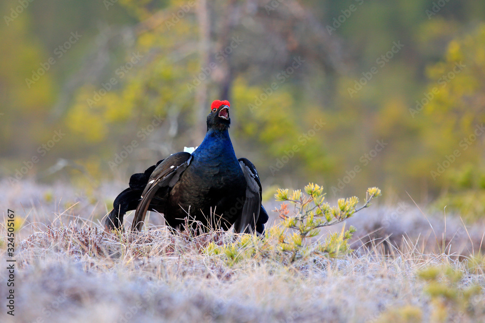 Black grouse on the pine tree. Nice bird Grouse, Tetrao tetrix, in marshland, Russia. Spring mating season in the nature. Wildlife scene from north Europe. Black bird with red crest, white tail. Black grouse on the pine tree. Nice bird Grouse, Tetrao tetrix, in marshland, Russia. Spring mating season in the nature. Wildlife scene from north Europe. Black bird with red crest, white tail.