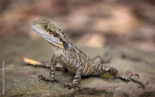 Eastern Water Dragon © CityScapePhotography