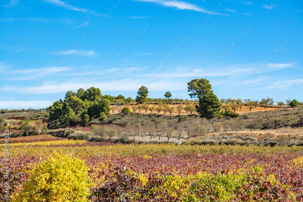 The blue sky contrasts with the vineyard and the hillside with pine trees near Valencia, Spain