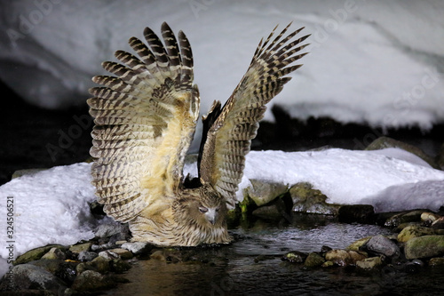 Blakiston's fish owl, Bubo blakistoni, largest living species of fish owl, a sub-group of eagle. Bird hunting in cold water. Wildlife scene from winter in Hokkaido, Japan. River bird with open wings. photo