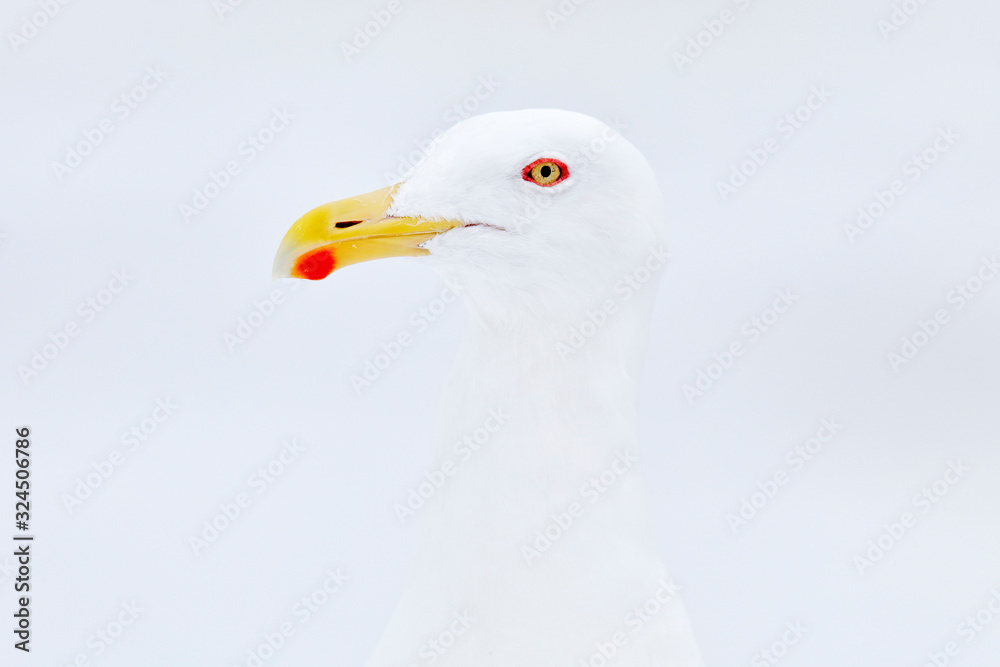 Slaty-backed Gull, Larus schistisagus, detail bird portrait, winter snowy conditions. Hull with yellow red bill. art view on nature. Close-up bird in the nature habitat, Rausu harbour, Hokkaido, Japan Slaty-backed Gull, Larus schistisagus, detail bird portrait, winter snowy conditions. Hull with yellow red bill. art view on nature. Close-up bird in the nature habitat, Rausu harbour, Hokkaido, Japan