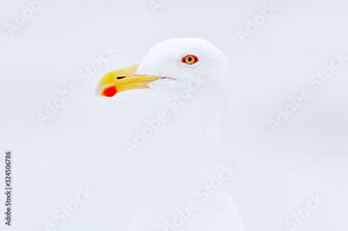 Slaty-backed Gull, Larus schistisagus, detail bird portrait, winter snowy conditions. Hull with yellow red bill. art view on nature. Close-up bird in the nature habitat, Rausu harbour, Hokkaido, Japan