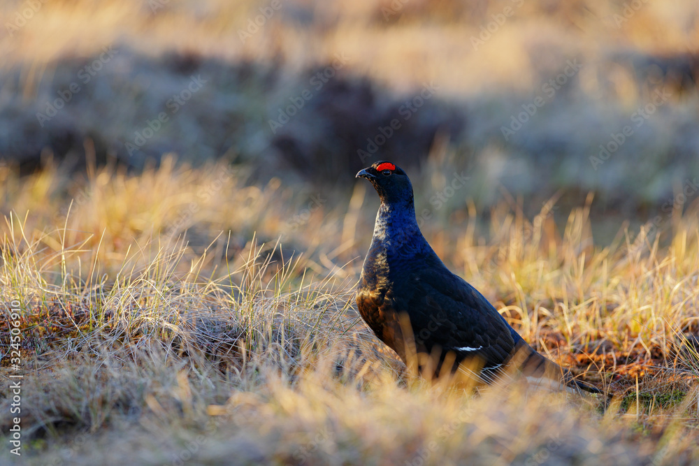 Black grouse on the pine tree. Nice bird Grouse, Tetrao tetrix, in marshland, Russia. Spring mating season in the nature. Wildlife scene from north Europe. Black bird with red crest, white tail. Black grouse on the pine tree. Nice bird Grouse, Tetrao tetrix, in marshland, Russia. Spring mating season in the nature. Wildlife scene from north Europe. Black bird with red crest, white tail.