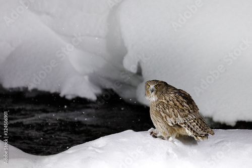 Blakiston's fish owl, Bubo blakistoni, largest living species of fish owl, a sub-group of eagle. Bird hunting in cold water. Wildlife scene from winter in Hokkaido, Japan. River bird with open wings. photo