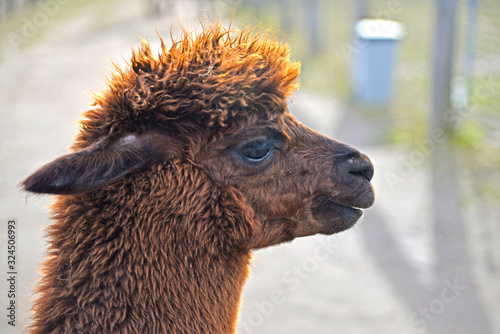 portrait of a alpaca