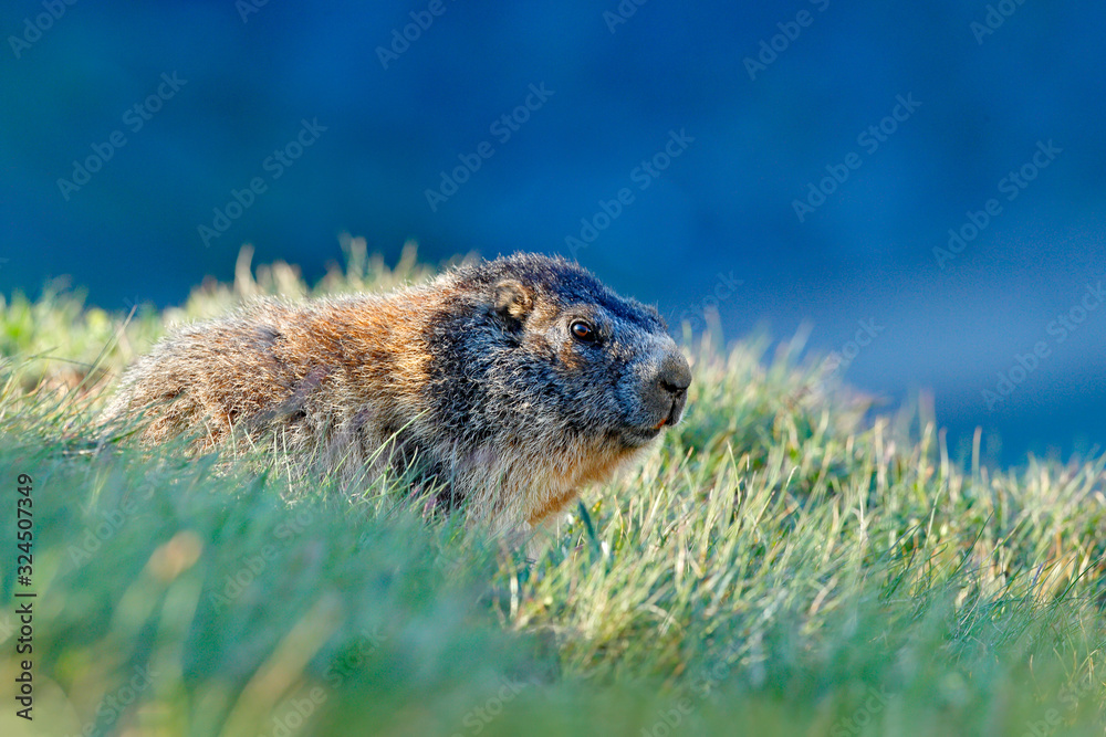 Cute fat animal Marmot, sitting in the grass with nature rock mountain habitat, Alp, Italy. Wildlife scene from wild nature. Funny image, detail of Marmot. Cute fat animal Marmot, sitting in the grass with nature rock mountain habitat, Alp, Italy. Wildlife scene from wild nature. Funny image, detail of Marmot.