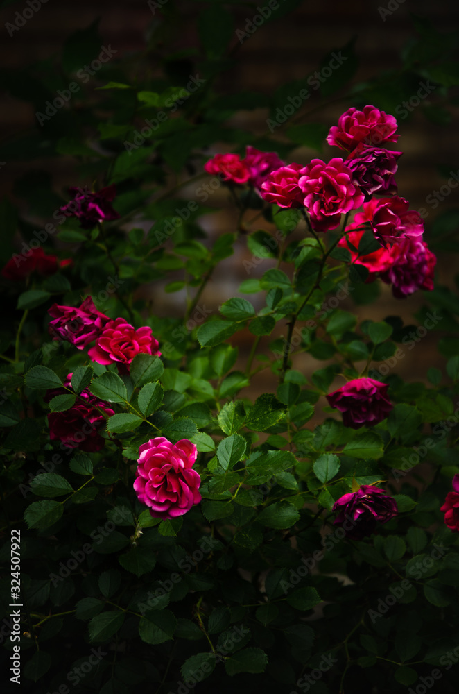 Bright pink roses on dark background Bright pink roses on dark background