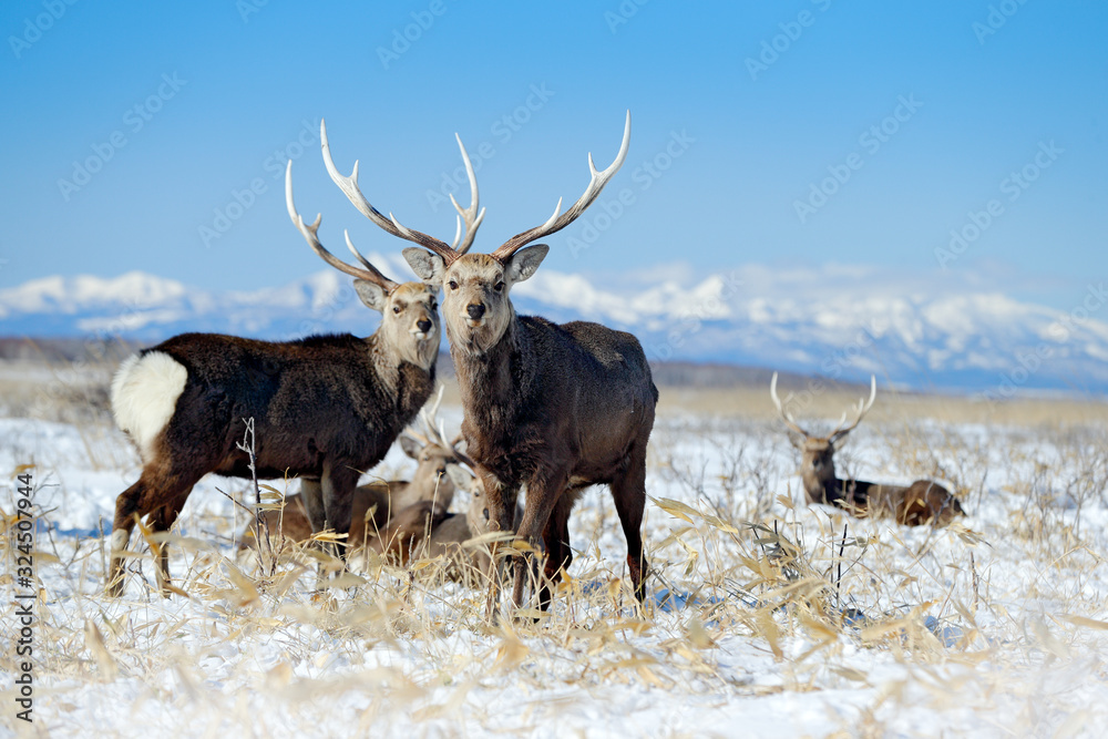 Sika deer, Cervus nippon yesoensis, on the snowy meadow, winter mountains and forest in the background, animal with antlers in the nature habitat, winter scene from Hokkaido, Japan. Wildlife nature. Sika deer, Cervus nippon yesoensis, on the snowy meadow, winter mountains and forest in the background, animal with antlers in the nature habitat, winter scene from Hokkaido, Japan. Wildlife nature.