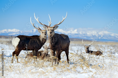 Sika deer, Cervus nippon yesoensis, on the snowy meadow, winter mountains and forest in the background, animal with antlers in the nature habitat, winter scene from Hokkaido, Japan. Wildlife nature.