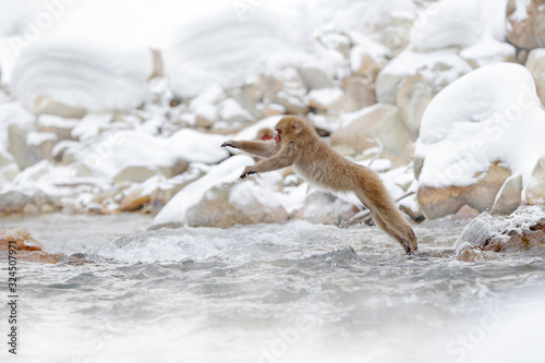 Monkey Japanese macaque, Macaca fuscata, jumping across the river, Japan. Snowy winter in Asia. Funny nature scene with monkey. Animal behaviour in cold winter.