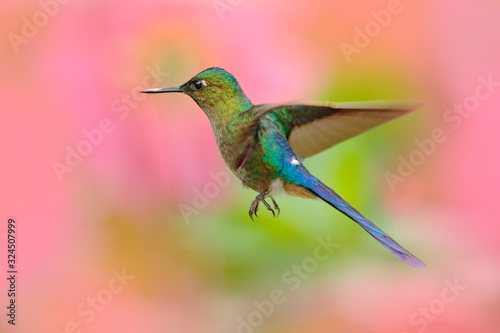 Hummingbird Long-tailed Sylph eating nectar from beautiful pink flower in Ecuador. Bird sucking nectar from bloom. Wildlife scene from tropical forest. Birdwatching in South America.