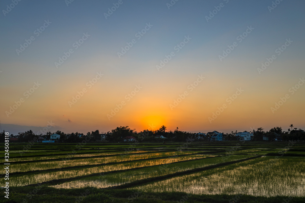 Green field at sunrise. Rice field under sun light at spring time.
