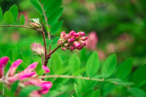 Springtime background pink buds of blooming acacia against green leaves bokeh
