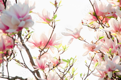 Springtime background big blooming magnolia