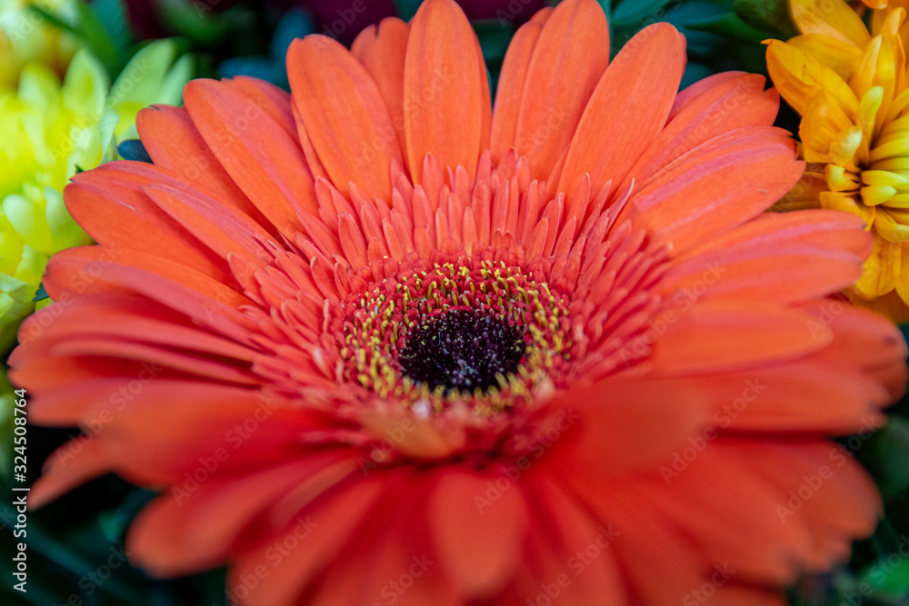 Nahaufnahme Gerberablüte