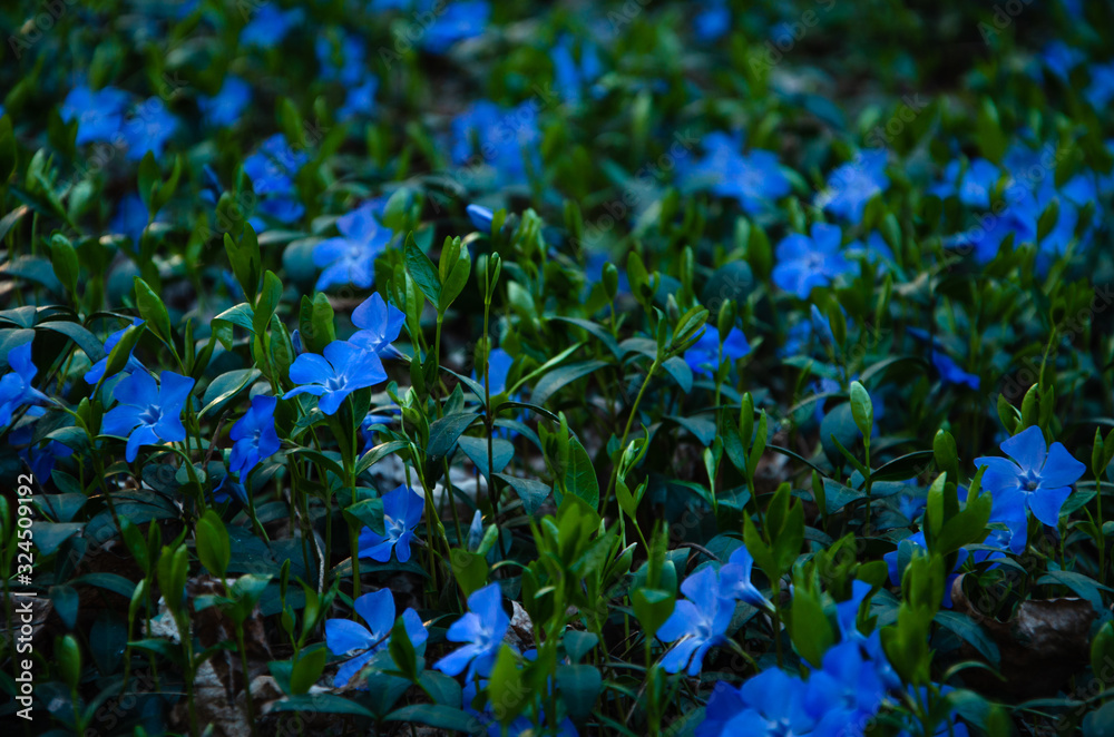 Blooming background vivid blue flowers periwinkle and dark green leaves close up Blooming background vivid blue flowers periwinkle and dark green leaves close up