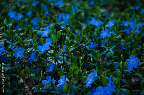 Blooming background vivid blue flowers periwinkle and dark green leaves close up