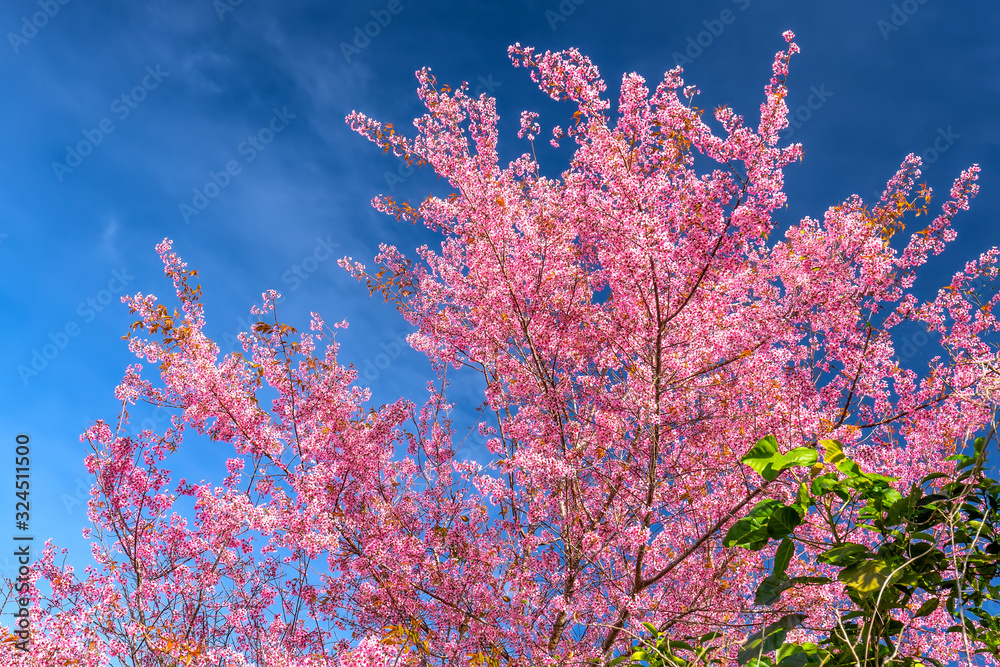 Cherry apricot branches bloom in the spring sunshine with an impressive blue sky Cherry apricot branches bloom in the spring sunshine with an impressive blue sky