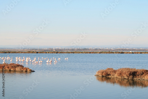 Pink flamingo in the Grec lagoon in Palavas les flots in the south of Montpellier, France photo