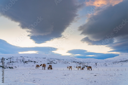 reindeer looing for food under the deep snow cover in the mountains of Finnmark county in Northern Norway