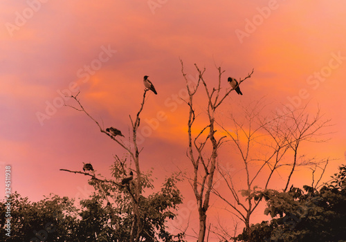Sunset and Bare Tree and Black Headed Crow