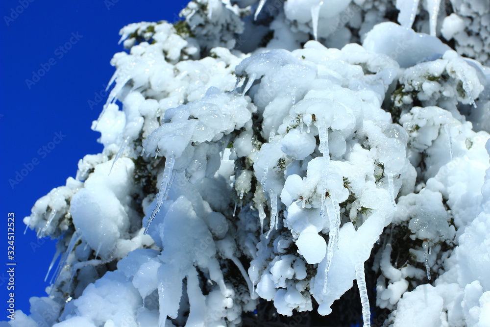 Snow covered tree in forest, blue sky in background