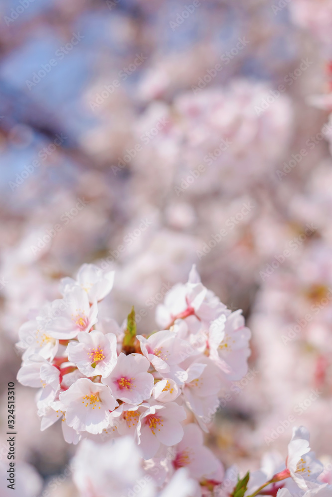 桜の花