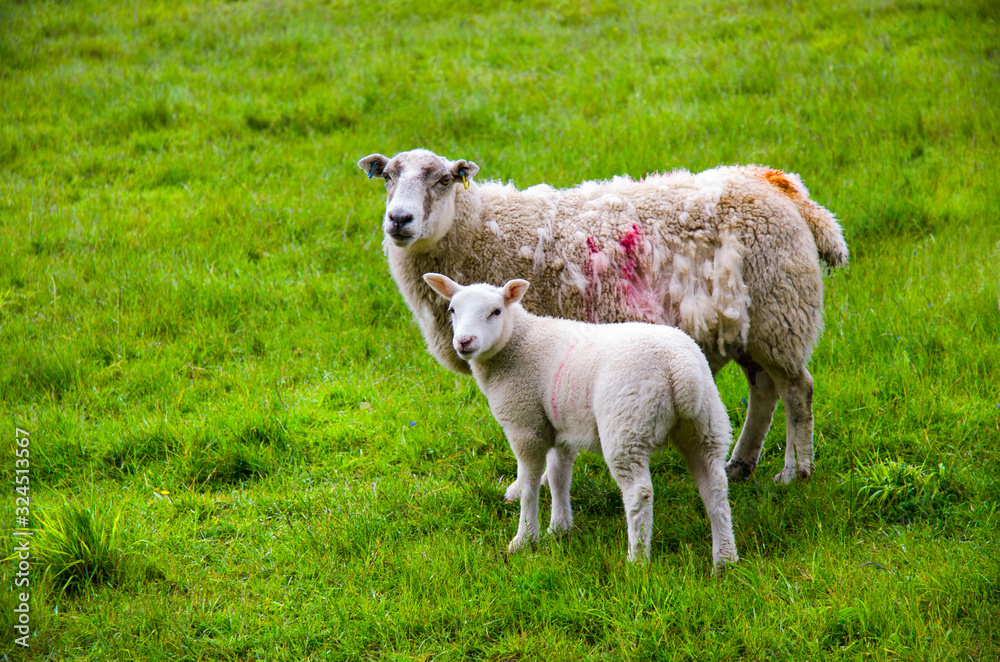 Sheep and lamb pasture on the green field. Ewe sheep and single lamb looking on spring grass. Sheeps in a meadow. Sheep and Small Ewe. Sheep and lamb pasture on the green field. Ewe sheep and single lamb looking on spring grass. Sheeps in a meadow. Sheep and Small Ewe.