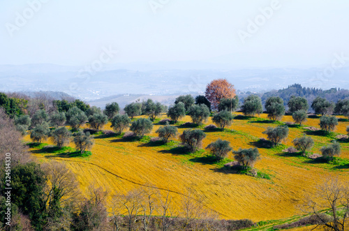 Olive Field in Tuscany  Italy.