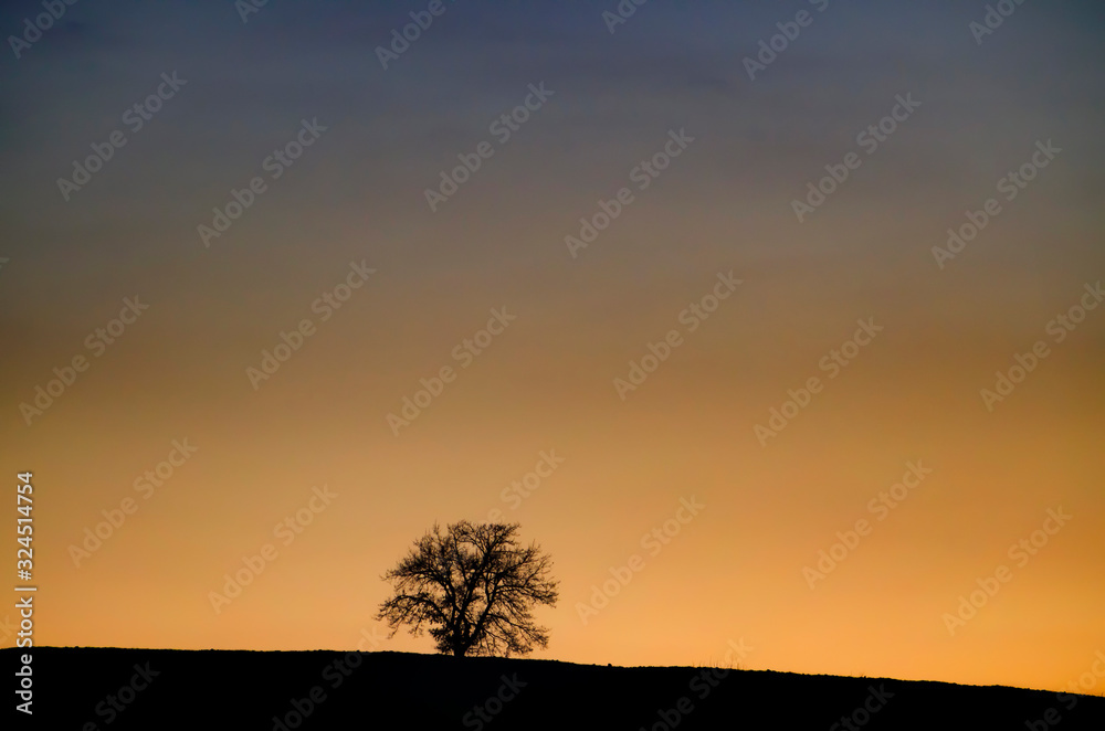 Lonely Bare Tree with Branches on a Hill in Sunset in Tuscany, Italy.