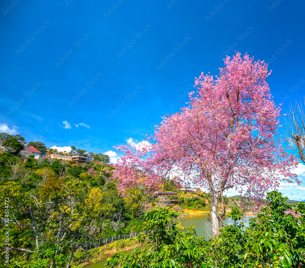 Cherry apricot trees bloom on coffee hills in Vietnam's highlands Cherry apricot trees bloom on coffee hills in Vietnam's highlands
