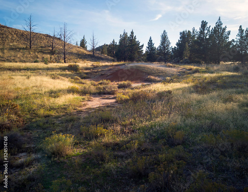 Incredible red and gold clay mounds in a park with vegetation hills trees and a beautiful blue and white sky on the Red Scar Knoll/Red Hill Trail at the John Day Fossil Beds in Oregon