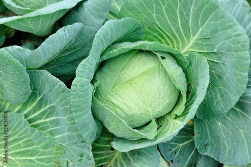 Green vegetable in growth at vegetable garden