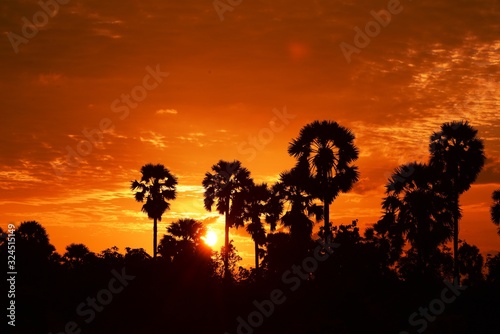 View of the palm tree with the sky and the garden clouds in the sun during the sun's setting, sun before dark.