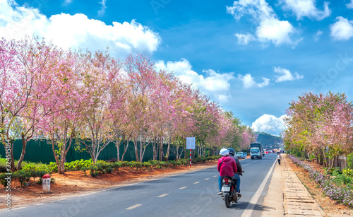 Landscape cherry apricot trees blooming along road in spring morning, traffic background merges into a picture of peaceful life in rural Da Lat plateau, Vietnam