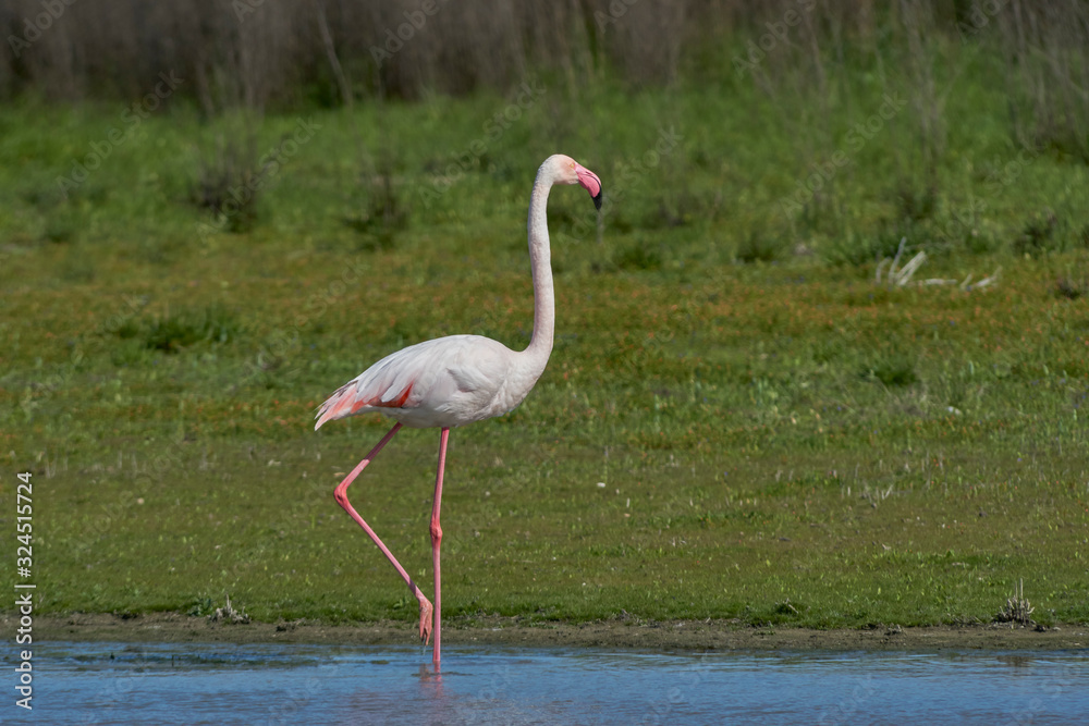 Common flamingo or pink flamingo (Phoenicopterus roseus) in the lagoon of Fuente de Piedra, Malaga. Spain