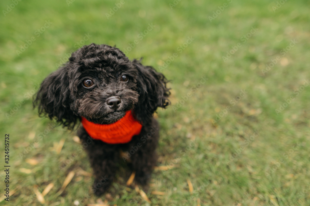 Puppy toy poodle isolated on the grass, wears a sweater and looks away at copy space. Cute little curly dark doggy sitting on the lawn outdoors. Pets concept. Puppy toy poodle isolated on the grass, wears a sweater and looks away at copy space. Cute little curly dark doggy sitting on the lawn outdoors. Pets concept.