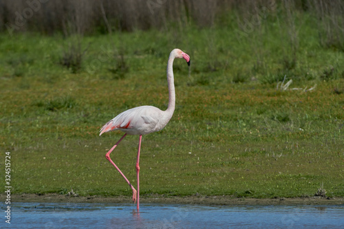 Common flamingo or pink flamingo  Phoenicopterus roseus  in the lagoon of Fuente de Piedra  Malaga. Spain