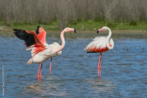Common flamingo or pink flamingo (Phoenicopterus roseus) in the lagoon of Fuente de Piedra, Malaga. Spain