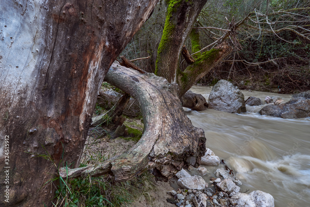 Trunks and Waterfall on the Rio de la Hoz in Rute, Cordoba. Spain