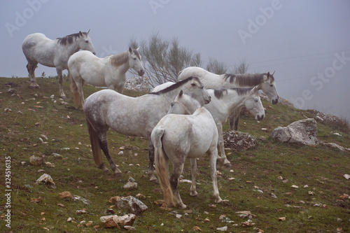 Fototapeta Naklejka Na Ścianę i Meble -  Herd of horses in the Torcal de Antequera with fog, Malaga.