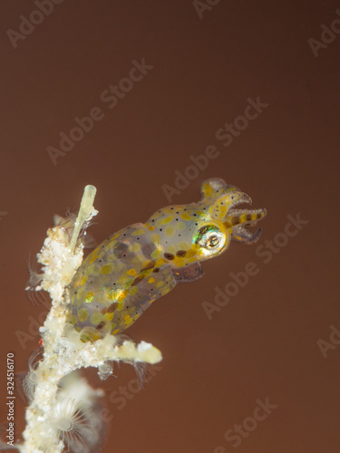 tiny orange dotted squid on coral with brown background underwater in indonesia