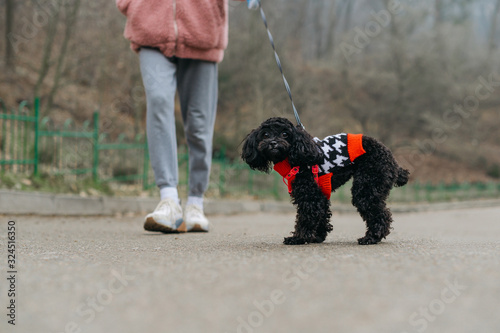 Cute curly puppy of a toy poodle on a leash walks with the owner and looks at the camera. Little doggy in sweater on a walk with woman in spring park. Pet closeup