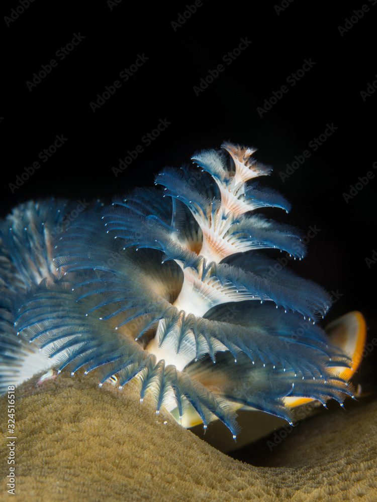 Obraz premium feathery christmastree worm with black background underwater in indonesia