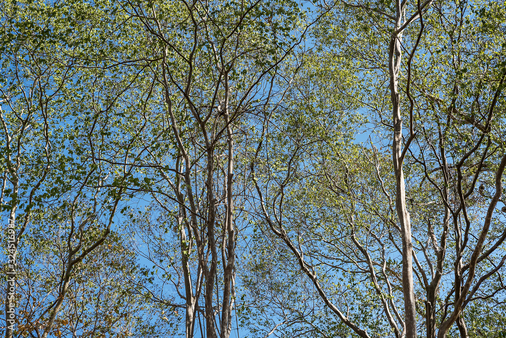 Nature tree branch on sky background. Nature tree branch on sky background.