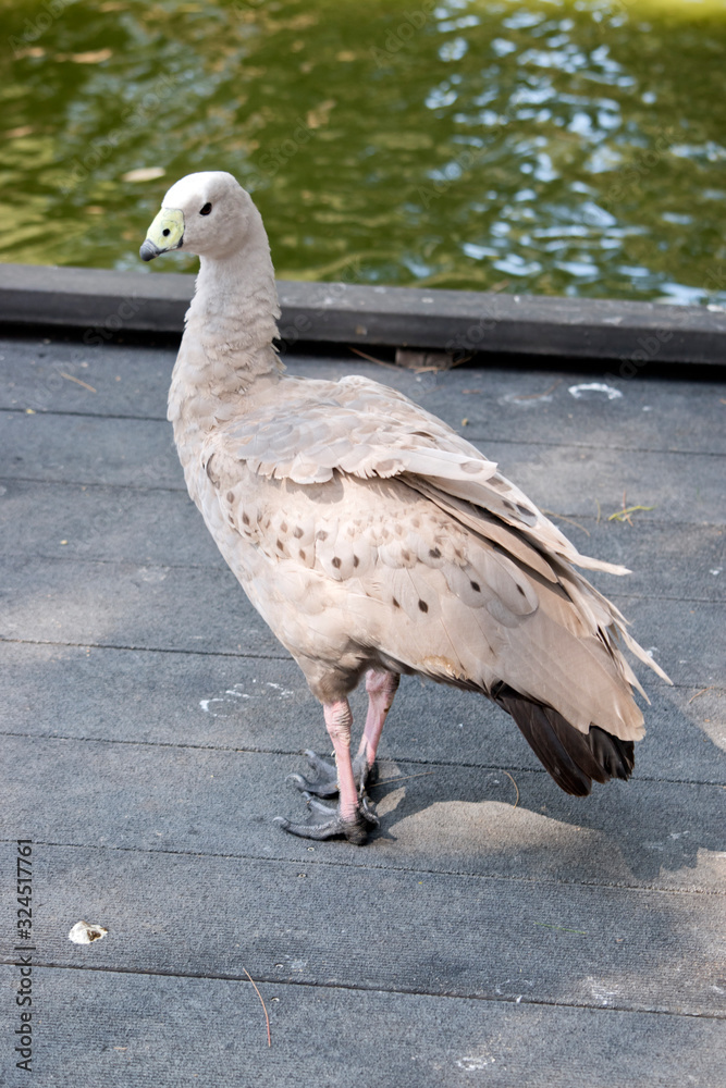 Fototapeta premium this is a side view of a Cape Barren goose