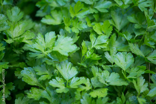 Wallpaper Mural Closeup of fresh parsley leaves Torontodigital.ca